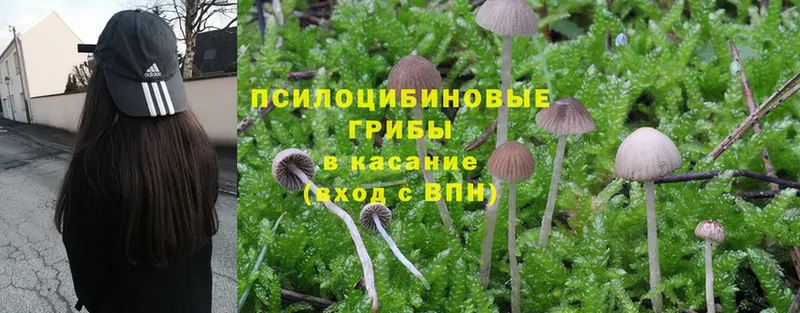 закладка  kraken рабочий сайт  Псилоцибиновые грибы Cubensis  Нюрба 